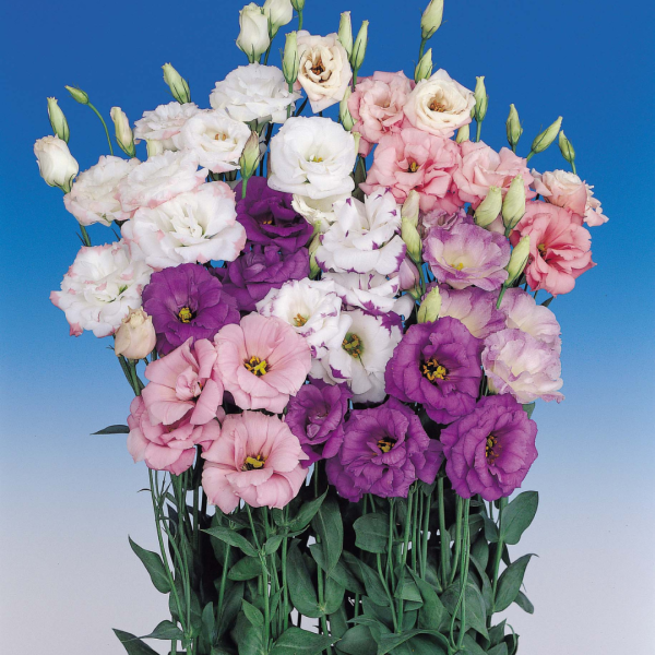 Lisianthus Echo