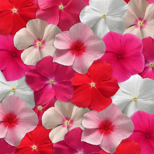 Vinca Mediterranean XP