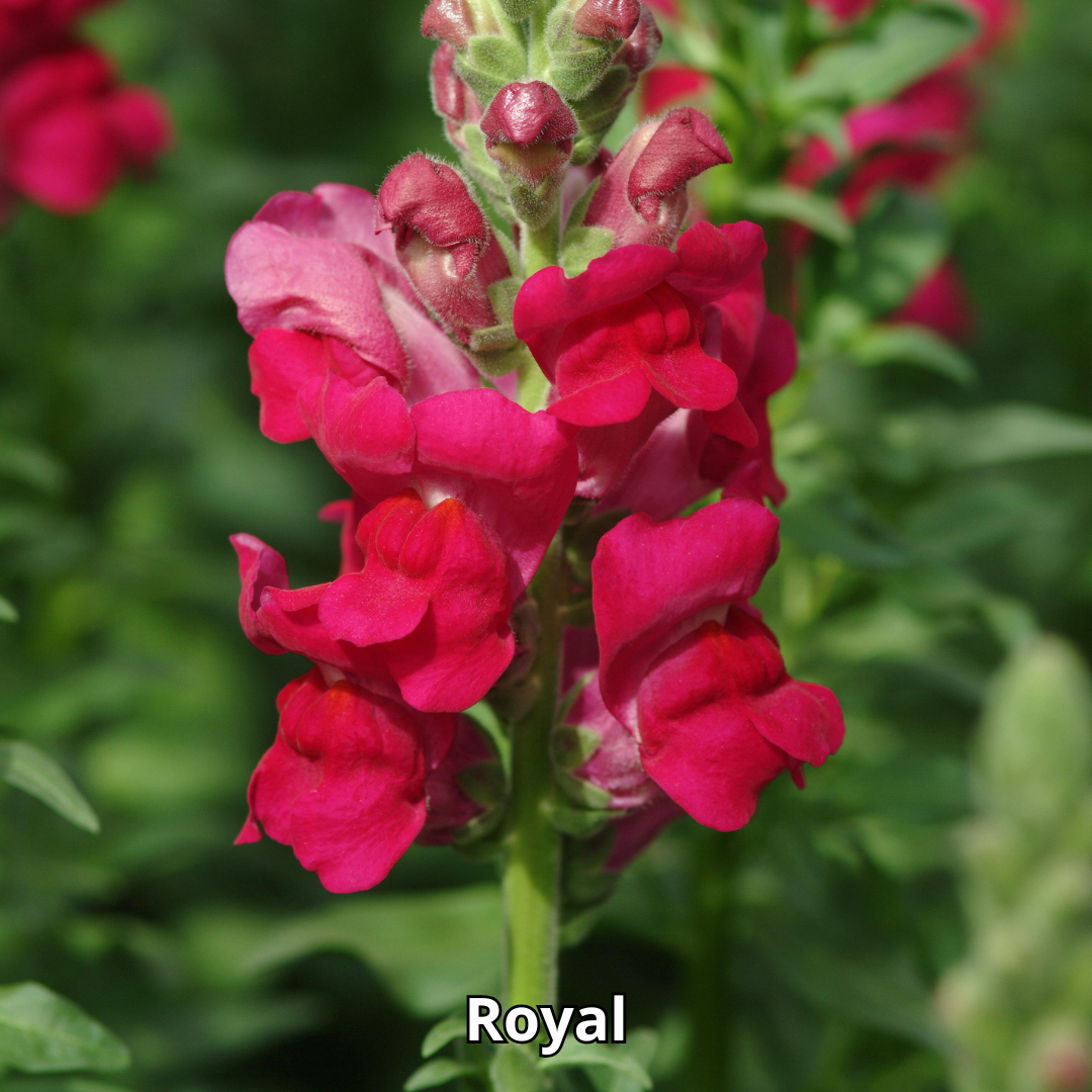 Snapdragon Potomac - Imagen 9