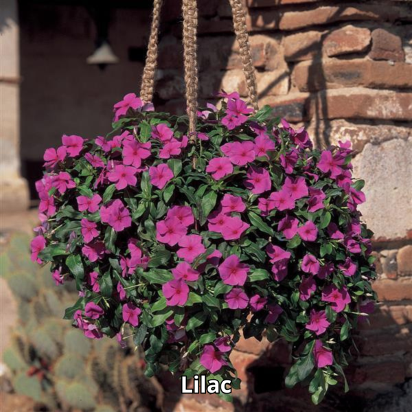 Vinca Mediterranean XP - Imagen 10