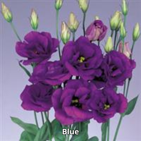 Lisianthus Echo - Imagen 2