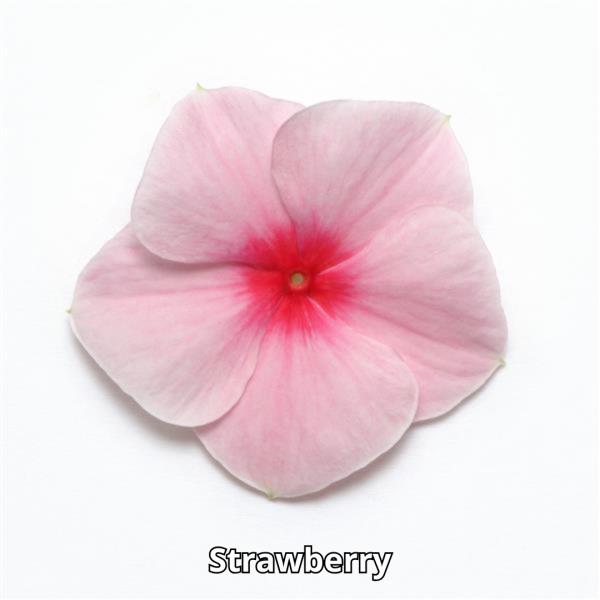 Vinca Mediterranean XP - Imagen 2