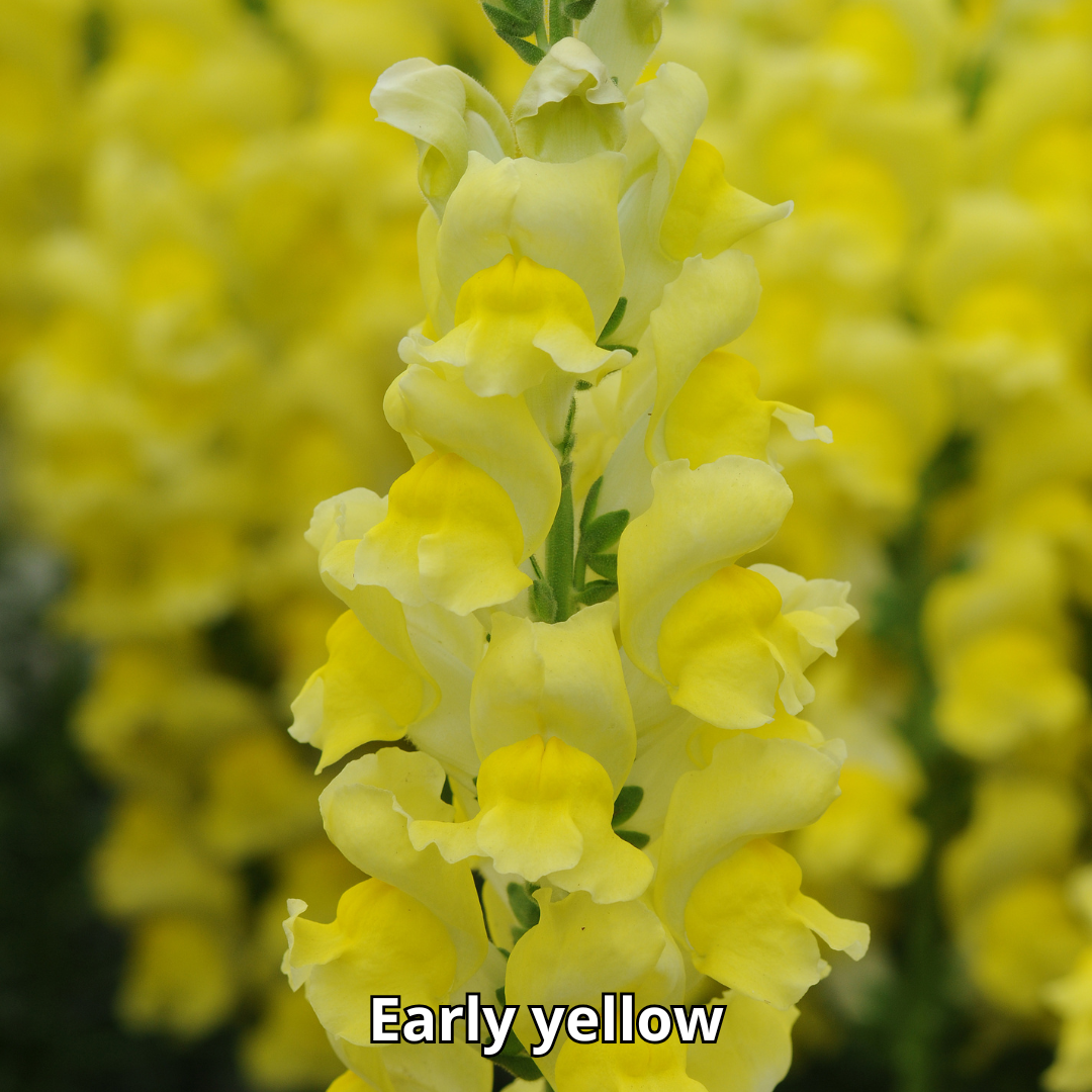 Snapdragon Potomac - Imagen 10