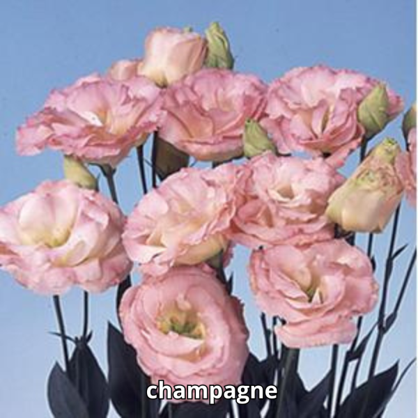 Lisianthus Echo - Imagen 3