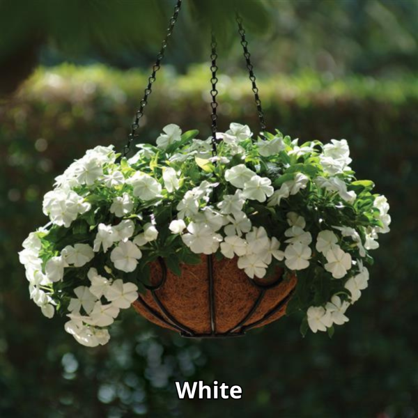 Vinca Mediterranean XP - Imagen 3