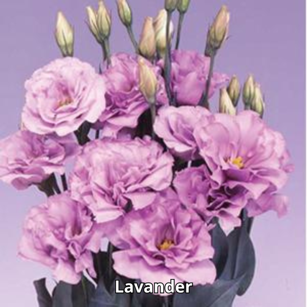 Lisianthus Echo - Imagen 4