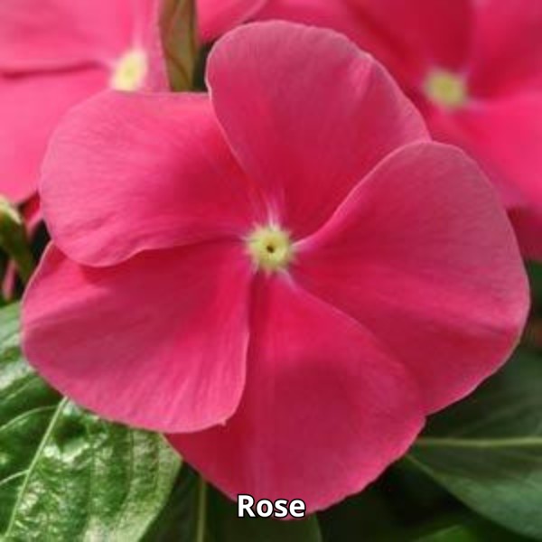 Vinca Mediterranean XP - Imagen 4