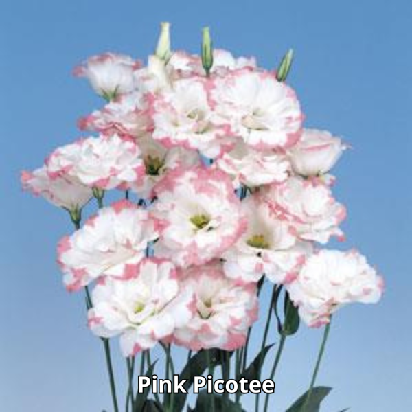 Lisianthus Echo - Imagen 5