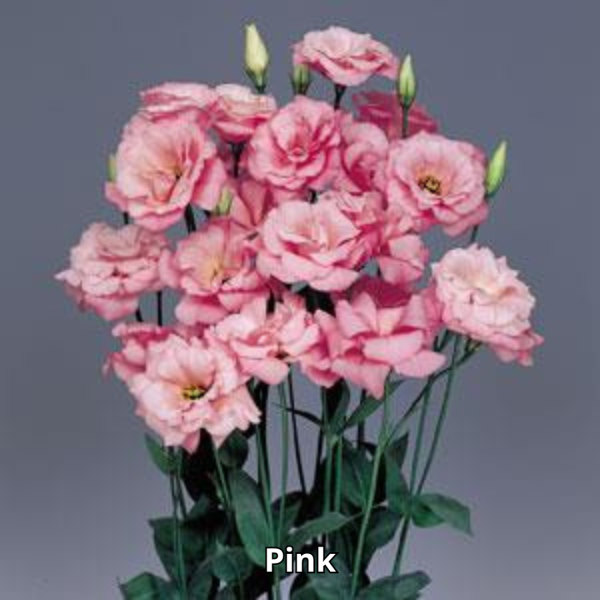 Lisianthus Echo - Imagen 6