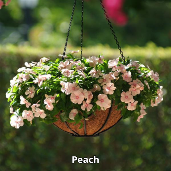 Vinca Mediterranean XP - Imagen 6