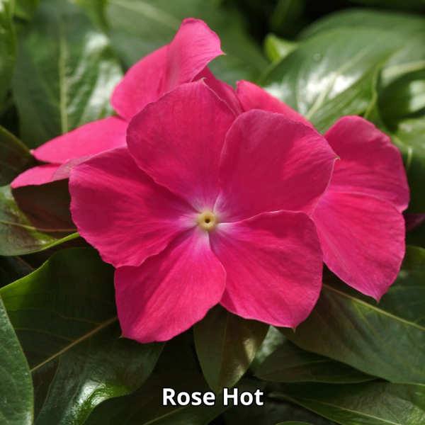 Vinca Mediterranean XP - Imagen 7
