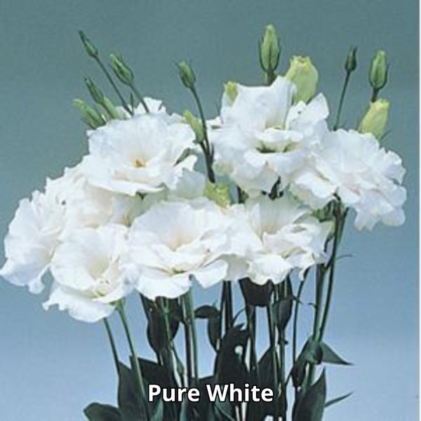 Lisianthus Echo - Imagen 7