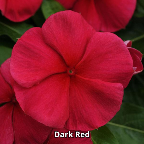 Vinca Mediterranean XP - Imagen 8
