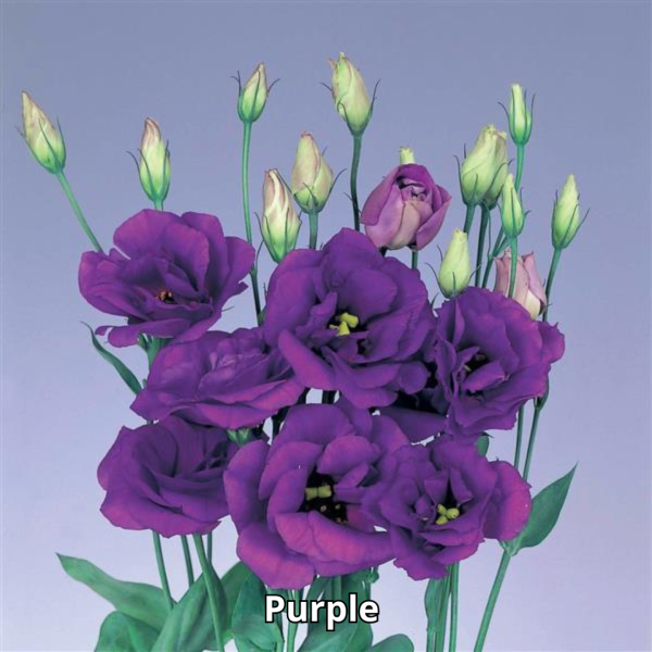 Lisianthus Echo - Imagen 8
