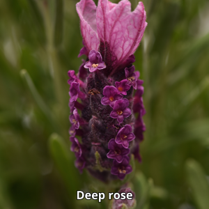 Lavandula Bandera