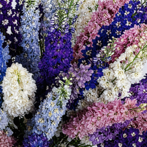 Delphinium Pacific Giants Mix