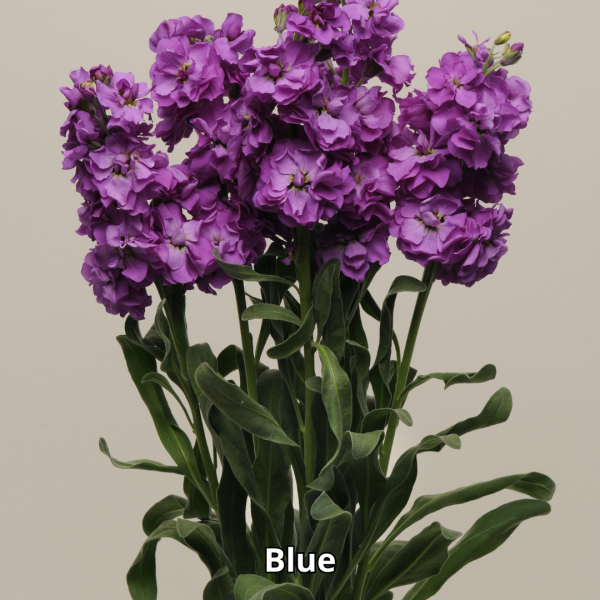 Matthiola Katz Mix - Imagen 2