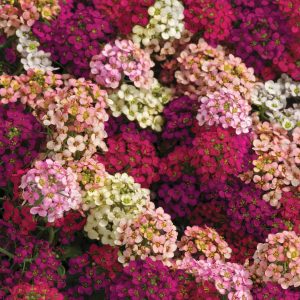 Alyssum Easter Bonnet