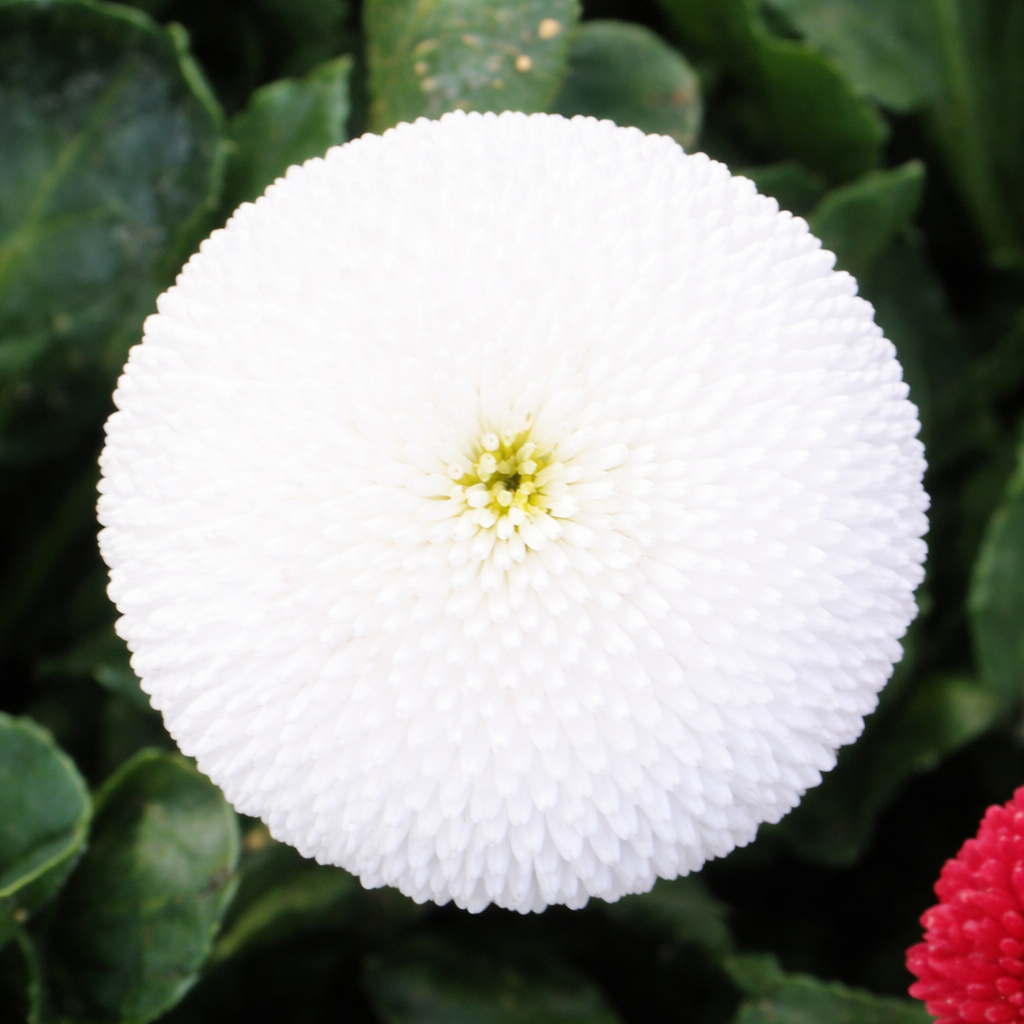 Bellis Tasso - Imagen 5
