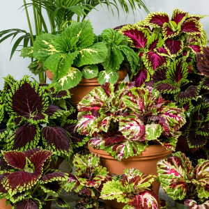 Coleus Kong