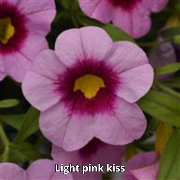 Calibrachoa Cabaret - Imagen 3