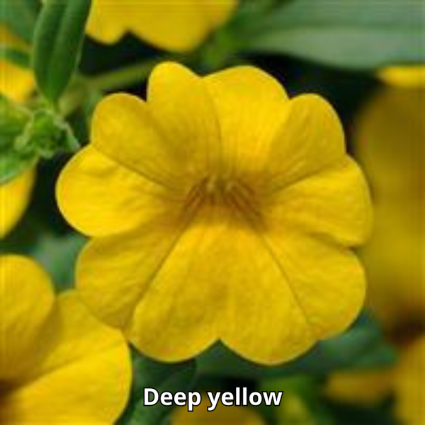 Calibrachoa Cabaret - Imagen 11