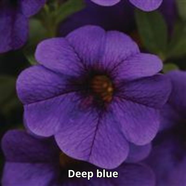 Calibrachoa Cabaret - Imagen 12