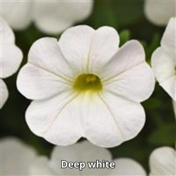 Calibrachoa Cabaret - Imagen 13