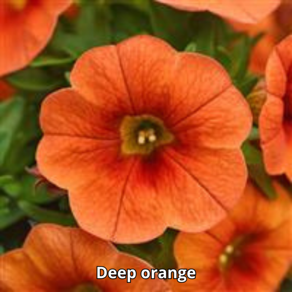 Calibrachoa Cabaret - Imagen 15