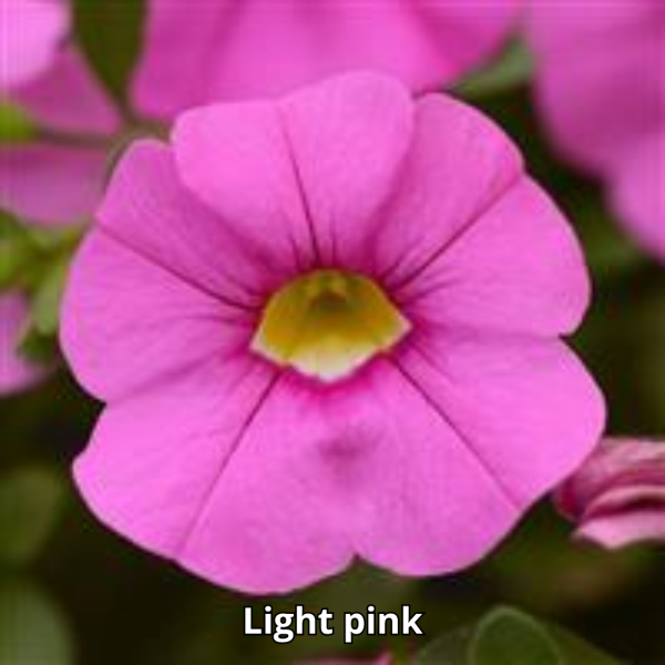 Calibrachoa Cabaret - Imagen 4