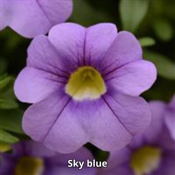Calibrachoa Cabaret - Imagen 5