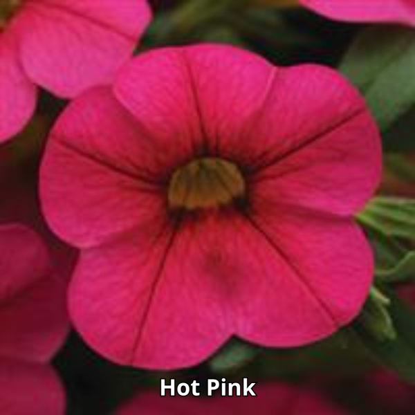 Calibrachoa Cabaret - Imagen 8