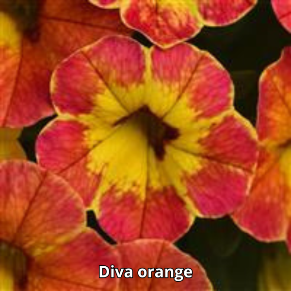 Calibrachoa Cabaret - Imagen 9