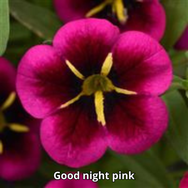 Calibrachoa Cabaret - Imagen 10