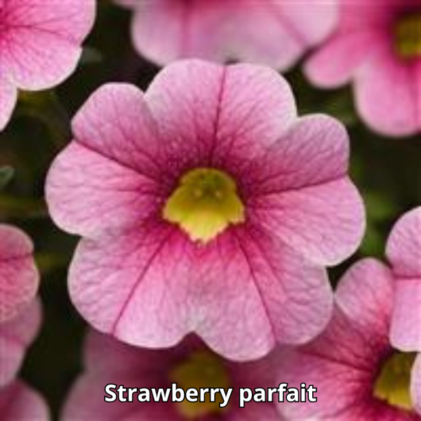 Calibrachoa Cabaret