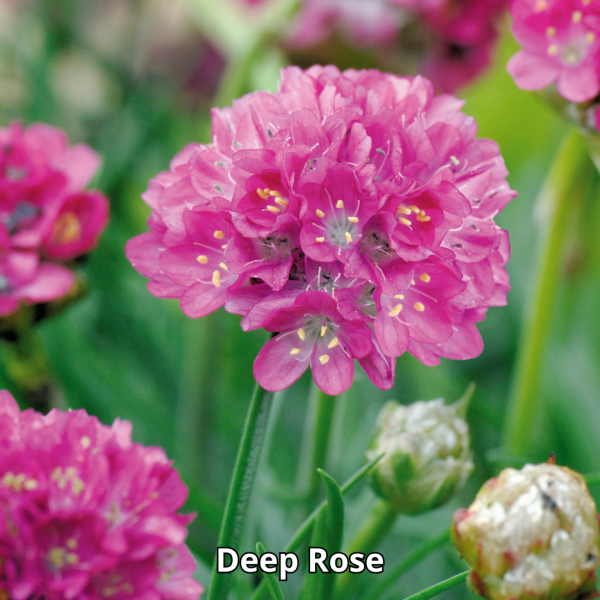 Armeria Morning Star