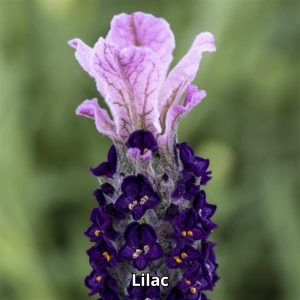 Lavandula Castillano