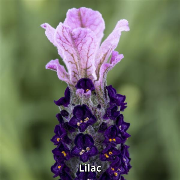 Lavandula Castillano