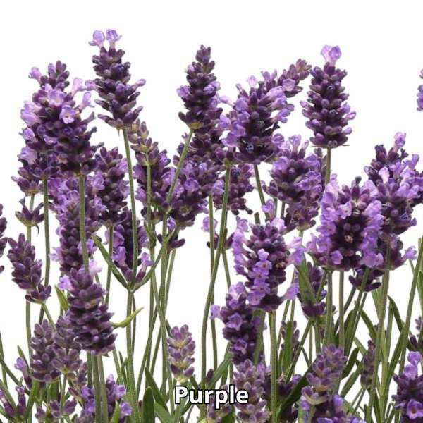 Lavandula Ellagance - Imagen 2