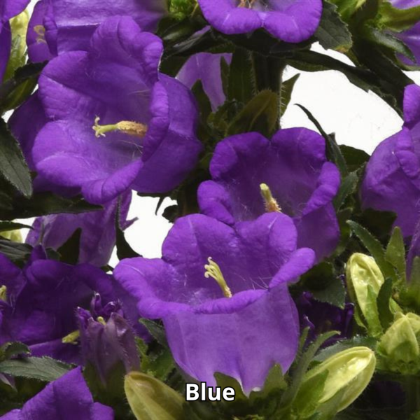 Campanula Campanella - Imagen 2