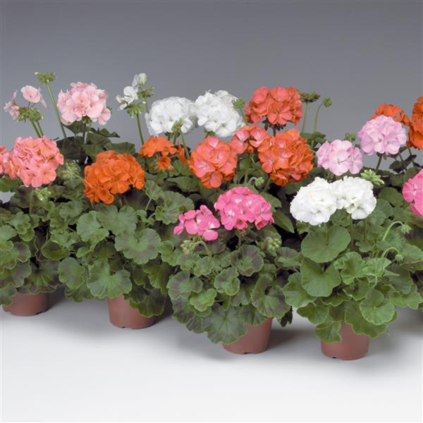 Geranium Pinto Premium Mix