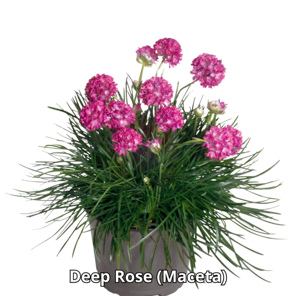 Armeria Morning Star - Imagen 4