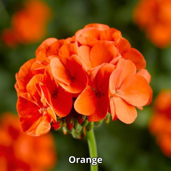Geranium Pinto Premium Mix - Imagen 2