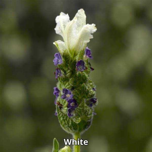 Lavandula Castillano - Imagen 2