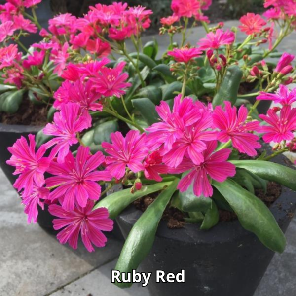 Lewisia Elise Mix - Imagen 2