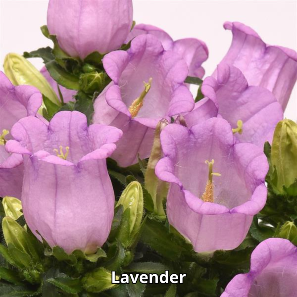 Campanula Campanella - Imagen 3