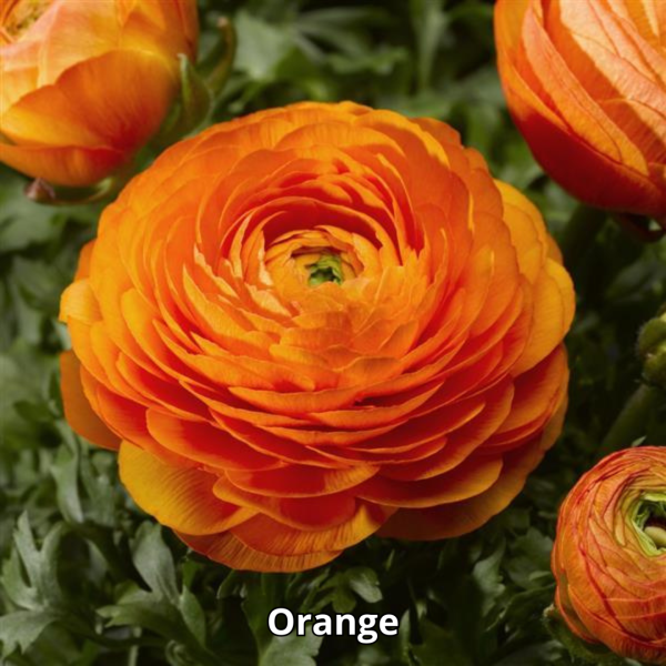 Ranunculus Maché Mix - Imagen 3