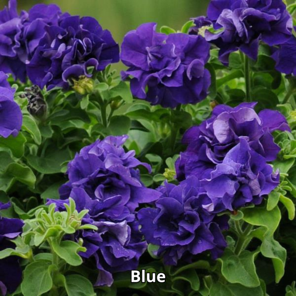 Petunia Double Cascade Mix - Imagen 2
