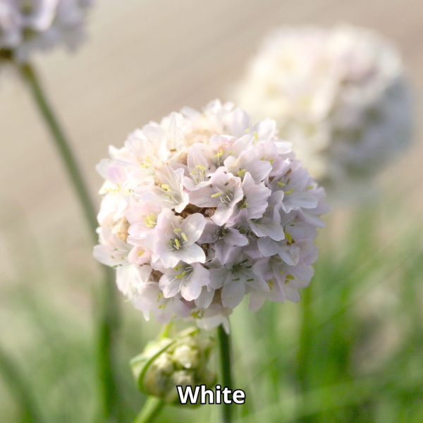 Armeria Morning Star - Imagen 2