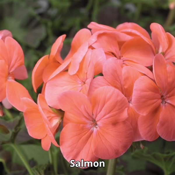 Geranium Pinto Premium Mix - Imagen 3